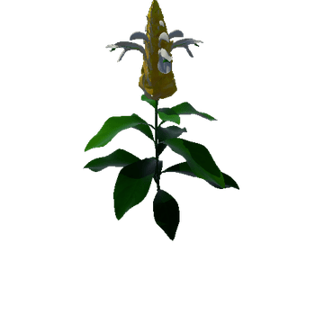 Flower Pachystachys Lutea1 3